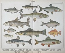 antike Grafik Fauna: Fische