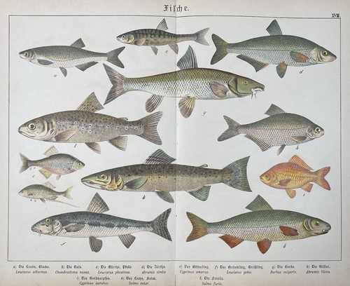 Antike grafik fauna fische - antike, fauna: