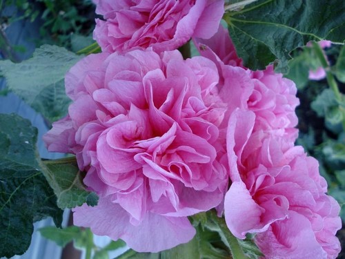 Gefüllte stockrosen alcea - gefüllte,
