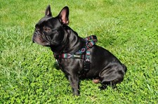 Bullyzei Norwegergeschirr Indianer Gr.S-M Französische Bulldogge Collie Beagle