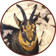 Gamsbock Gemse Gämse Gamswild Jagdscheibe Schützenscheibe 41cm 065