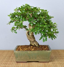 Bonsai Indoor, Fukientee