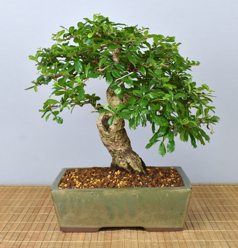 Bonsai indoor fukientee - bonsai, indoor,