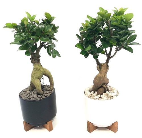 Ginseng bonsai keramiktopf - im,