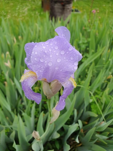 Schwertlilie blütenfarbe - schwertlilie,,