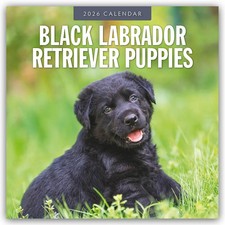Black Labrador Retriever