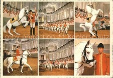 Pferdesport Pferderennen