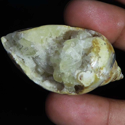 Natürlich fossil schnecke - natürlich,