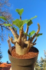 Adenium obesum Wüstenrose Caudex verzweigt Baobab Nr 152