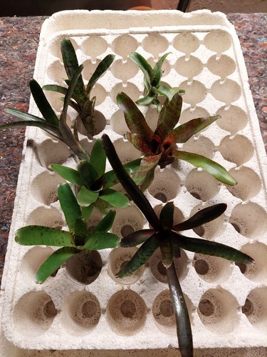 Bromelien sortiment ableger - sortiment,,