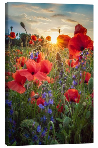 Leinwandbild mohnblüten - leinwandbild,