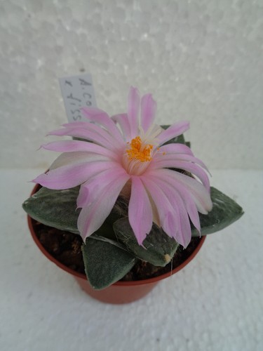 Ariocarpus confusus - , x