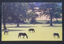 Pferdepostkarte, AK Pferde