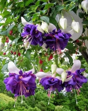 Sale2345 Fuchsia De Blue Fuchsie Blühblumen 10 Samen