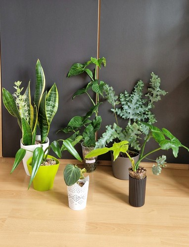 Pflanzenpaket philodendron - pflanzenpaket,