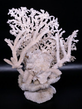 Große Vintage Weiße Meer Koralle 1,6 Kg Deko Sockel Kunst