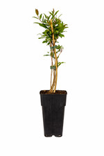 Punica granatum  60-70 cm