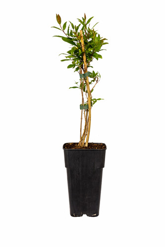 Punica granatum 70 cm - granatum,