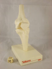 Medizinisches Anatomie Modell KNIEGELENK Standmodell Reklame Voltaren Geigy