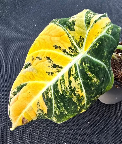 Große alocasia black velvet - alocasia,