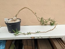Pachypodium succulentum, kakteen sukkulenten Caudex