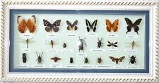 Insekten Sammlung im AUSVERKAUF:) EINZELSTÜCK. Schmetterlinge im Schaukasten