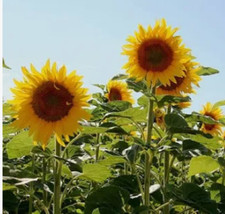 Riesensonnenblume titan 10 - "titan", 10+