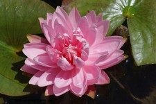 winterharte Zwerg-Seerose