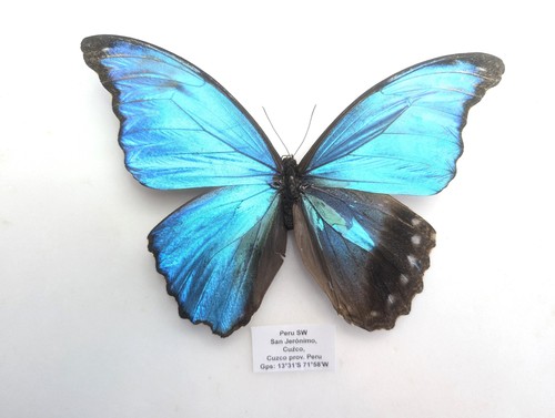 Gynandromorpher morpho didius - gynandromorpher,