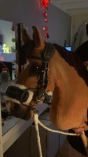 Hobbyhorse Von