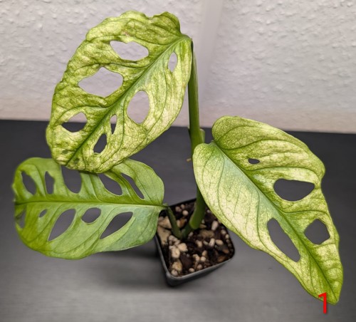 Monstera adansonii albo - monstera,