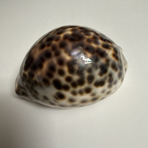 Kauri schnecke tigerschnecke - kauri,