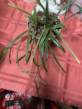 Hoya insularis RARE PLANT You