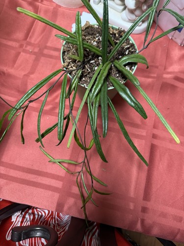 Hoya insularis rare plant you - plant,