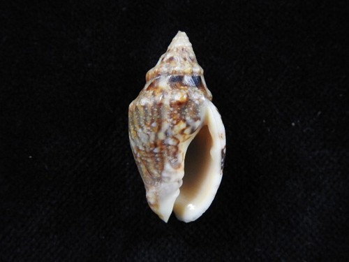 Muschel enaeta cumingii 32mm - muschel,