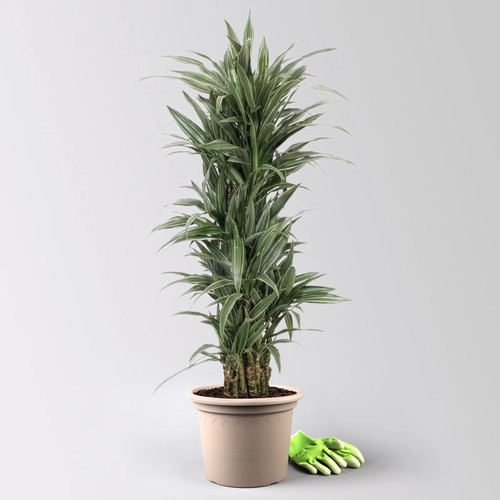 Drachenbaum warneckii - drachenbaum, 'warneckii'