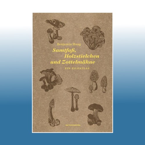 Samtfuß holzstielchen und - samtfuß,,