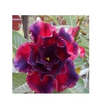 3x Adenium obesum Triple Anna