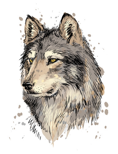 40x40 autoaufkleber wolf - 7x, cm