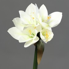 Amaryllis Real Touch 36cm