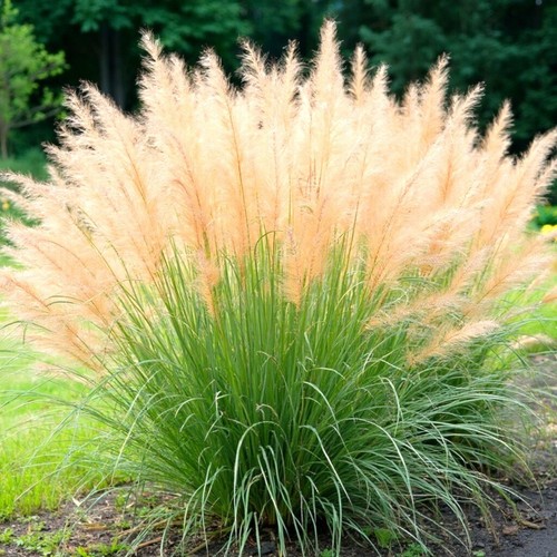 Miscanthus sinensis echtes - miscanthus,