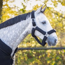 QHP Halfter-Set Halfter und