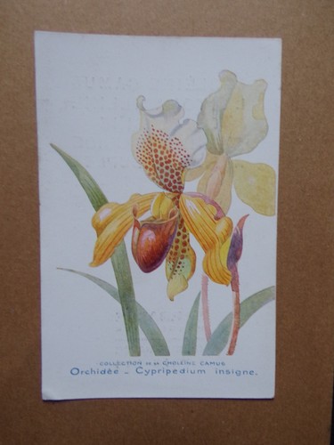 Orchidee karte cypripedium - §,