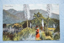 Yucca bloom - yucca,