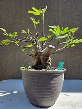 Old Fig Bonsai Tree ( Ficus