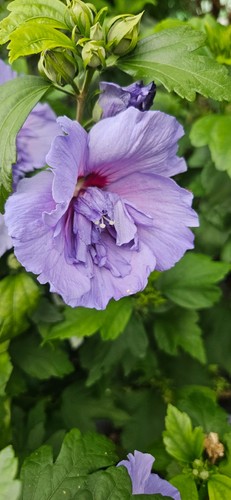 Hibiscus syriacus blue bird - 'blue, bird'