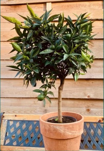 Citrus clementina 90 - citrus, 60
