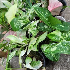 Syngonium Bundle Deal! 6