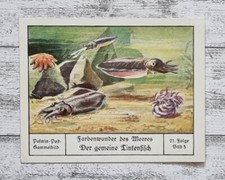 Gemeine Tintenfisch