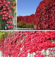 Stecklinge Kletterwein Set winterharte Pflanzen Blumen für den Garten Deko Mix